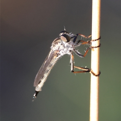 Cerdistus sp. (genus) (Slender Robber Fly) at Deakin, ACT - 20 Dec 2024 by LisaH