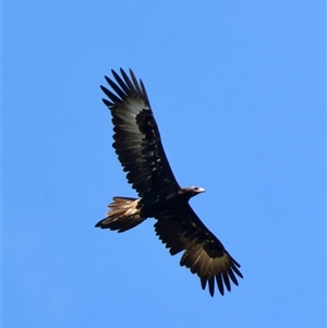 Aquila audax (Wedge-tailed Eagle) at Mongarlowe, NSW by LisaH