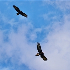 Aquila audax at Mongarlowe, NSW - suppressed