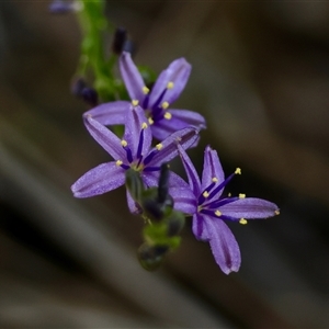 Caesia calliantha at Mongarlowe, NSW - suppressed