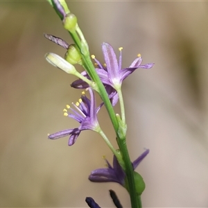 Caesia calliantha at Mongarlowe, NSW - suppressed