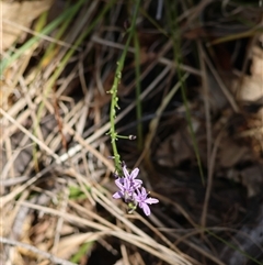 Caesia calliantha at Mongarlowe, NSW - suppressed