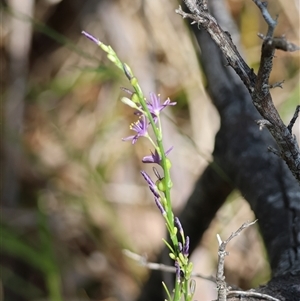 Caesia calliantha at Mongarlowe, NSW - suppressed