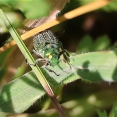 Diphucephala sp. (genus) (Green Scarab Beetle) at Mongarlowe, NSW - 22 Dec 2024 by LisaH