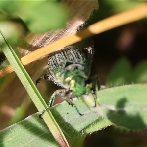 Diphucephala sp. (genus) at Mongarlowe, NSW - suppressed