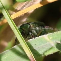 Diphucephala sp. (genus) at Mongarlowe, NSW - suppressed