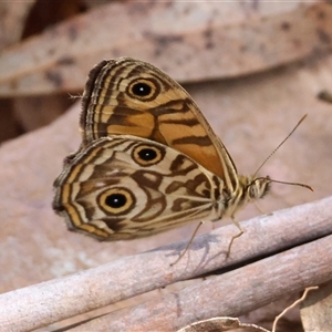 Geitoneura acantha (Ringed Xenica) at Mongarlowe, NSW by LisaH