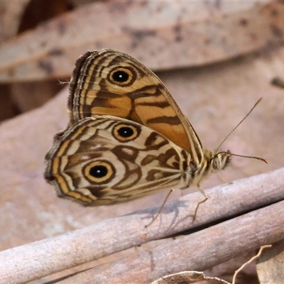 Geitoneura acantha (Ringed Xenica) at Mongarlowe, NSW - 22 Dec 2024 by LisaH