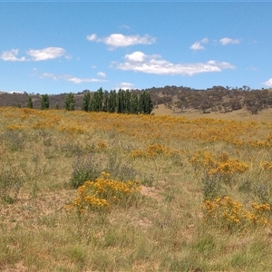 Hypericum perforatum (St John's Wort) at Michelago, NSW by MichaelBedingfield