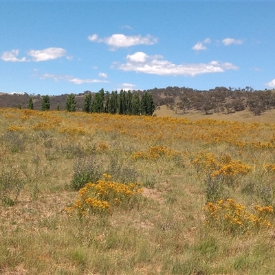 Hypericum perforatum (St John's Wort) at Michelago, NSW - 24 Dec 2024 by MichaelBedingfield