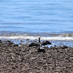 Microcarbo melanoleucos at Woody Point, QLD - 26 Dec 2024 by JimL