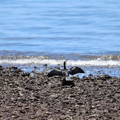 Microcarbo melanoleucos (Little Pied Cormorant) at Woody Point, QLD - 26 Dec 2024 by JimL