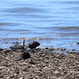 Microcarbo melanoleucos at Woody Point, QLD - 26 Dec 2024 12:07 PM