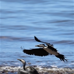 Microcarbo melanoleucos at Woody Point, QLD - 26 Dec 2024 12:07 PM