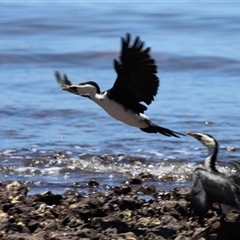 Microcarbo melanoleucos at Woody Point, QLD - 26 Dec 2024