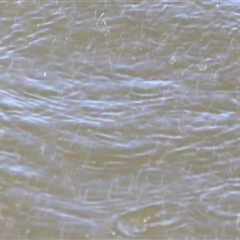 Unverified Fish at Woody Point, QLD - 26 Dec 2024 by JimL