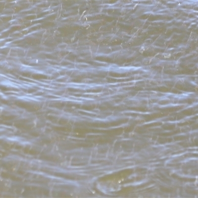 Unverified Fish at Woody Point, QLD - 26 Dec 2024 by JimL