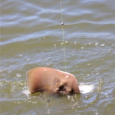 Myliobatis tenuicaudatus at Woody Point, QLD - 26 Dec 2024 by JimL