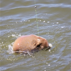 Neotrygon australiae at Woody Point, QLD - 26 Dec 2024 11:22 AM
