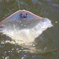 Neotrygon australiae at Woody Point, QLD - 26 Dec 2024 11:22 AM