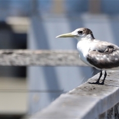 Unidentified Sea Bird at Woody Point, QLD - 26 Dec 2024 by JimL