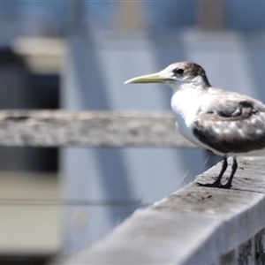 Thalasseus bergii at Woody Point, QLD - 26 Dec 2024