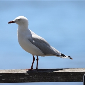 Chroicocephalus novaehollandiae at Woody Point, QLD by JimL