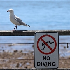 Chroicocephalus novaehollandiae at Woody Point, QLD - 26 Dec 2024 11:20 AM