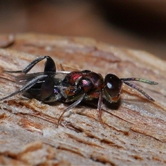 Agamerion cleptideum (A Chalcid wasp) at Acton, ACT - 24 Dec 2024 by TimL