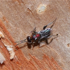 Agamerion cleptideum at Acton, ACT - 24 Dec 2024