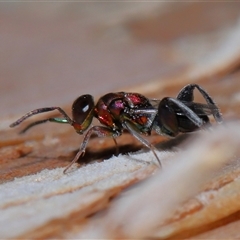 Agamerion cleptideum at Acton, ACT - 24 Dec 2024 12:48 PM