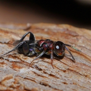 Agamerion cleptideum at Acton, ACT - 24 Dec 2024 12:48 PM