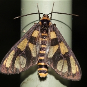 Amata nigriceps at Acton, ACT - 26 Dec 2024