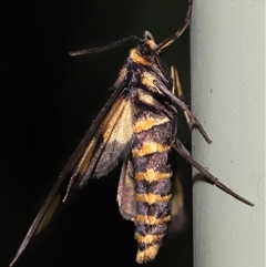 Amata nigriceps at Acton, ACT - 26 Dec 2024