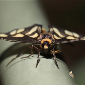 Amata nigriceps at Acton, ACT - 26 Dec 2024