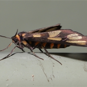 Amata nigriceps at Acton, ACT - 26 Dec 2024