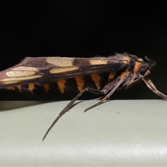 Amata nigriceps at Acton, ACT - 26 Dec 2024