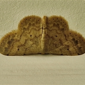 Idaea (genus) at Narangba, QLD - 27 Dec 2024 06:50 AM