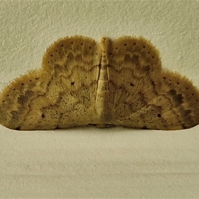 Idaea (genus) (A Geometer Moth) at Narangba, QLD - 27 Dec 2024 by trevorpreston