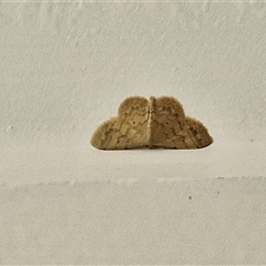 Idaea (genus) at Narangba, QLD - 27 Dec 2024 06:50 AM