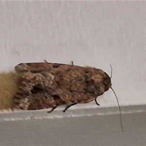 Spodoptera mauritia at Narangba, QLD - 26 Dec 2024 08:49 PM