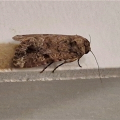 Spodoptera mauritia at Narangba, QLD - 26 Dec 2024 08:49 PM