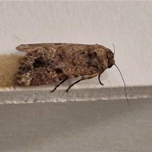 Spodoptera mauritia at Narangba, QLD - 26 Dec 2024 08:49 PM