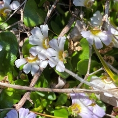 Scaevola hookeri (Creeping Fanflower) at Jagungal Wilderness, NSW - 23 Dec 2024 by NedJohnston