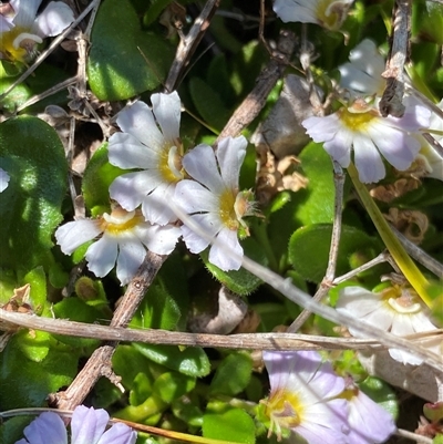 Scaevola hookeri at Jagungal Wilderness, NSW - 22 Dec 2024 by NedJohnston