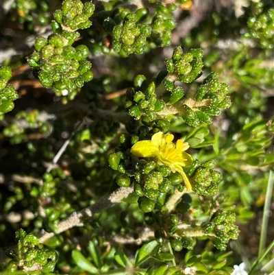 Asterolasia trymalioides (Alpine Star Bush) at Jagungal Wilderness, NSW - 23 Dec 2024 by NedJohnston