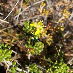 Asterolasia trymalioides at Jagungal Wilderness, NSW - 23 Dec 2024 10:14 AM