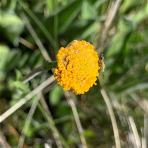 Craspedia aurantia var. jamesii at Jagungal Wilderness, NSW by NedJohnston