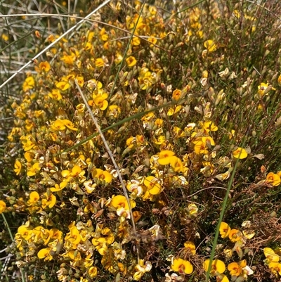 Dillwynia palustris (Swamp Parrot Pea) at Jagungal Wilderness, NSW - 23 Dec 2024 by NedJohnston