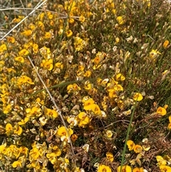 Dillwynia palustris at Jagungal Wilderness, NSW - 23 Dec 2024 10:20 AM